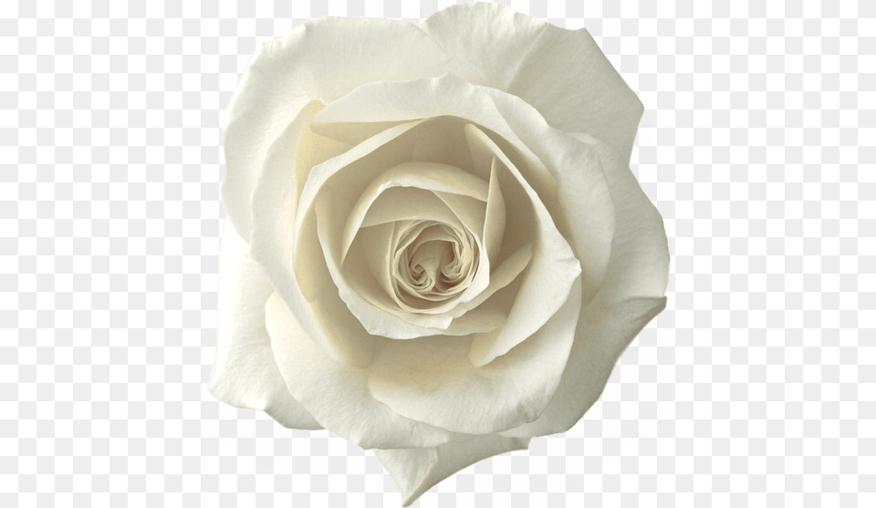 White Roses With Leaf, Flower, Plant, Rose, Petal Free Png