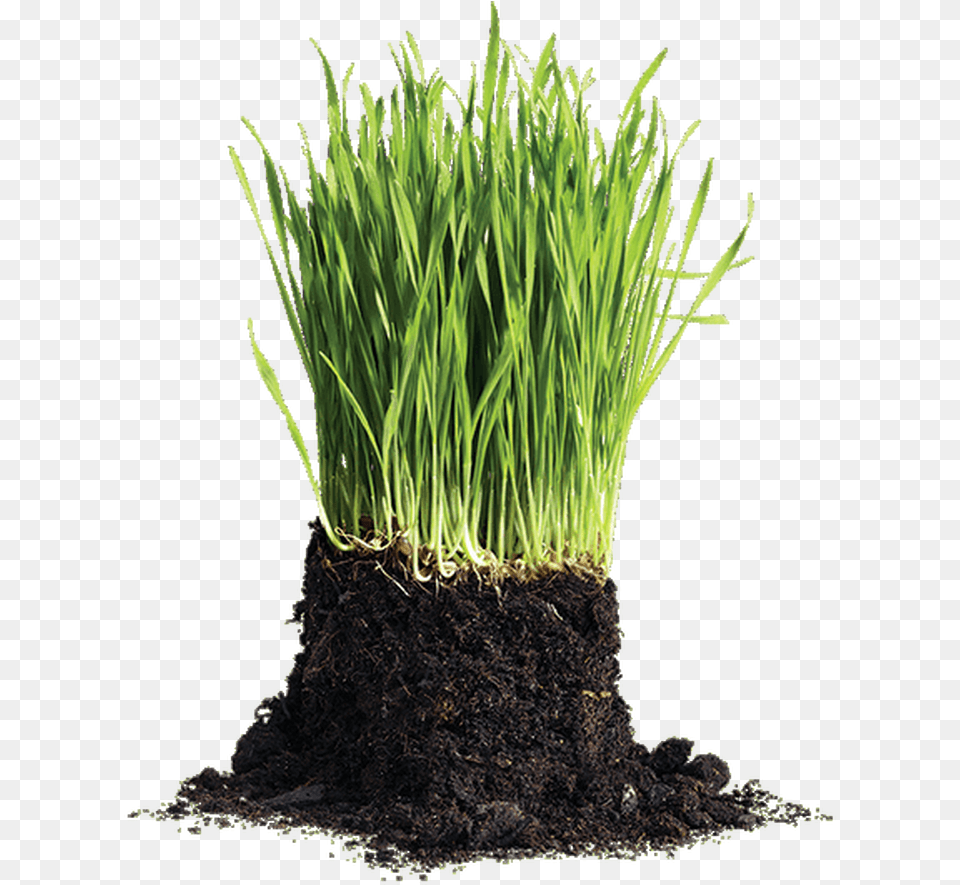 White Sand Lawn, Grass, Moss, Plant, Potted Plant Png Image