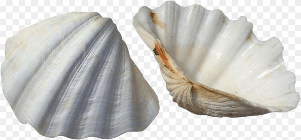 White Scallop Cockle Shells Background, Animal, Clam, Food, Invertebrate Png