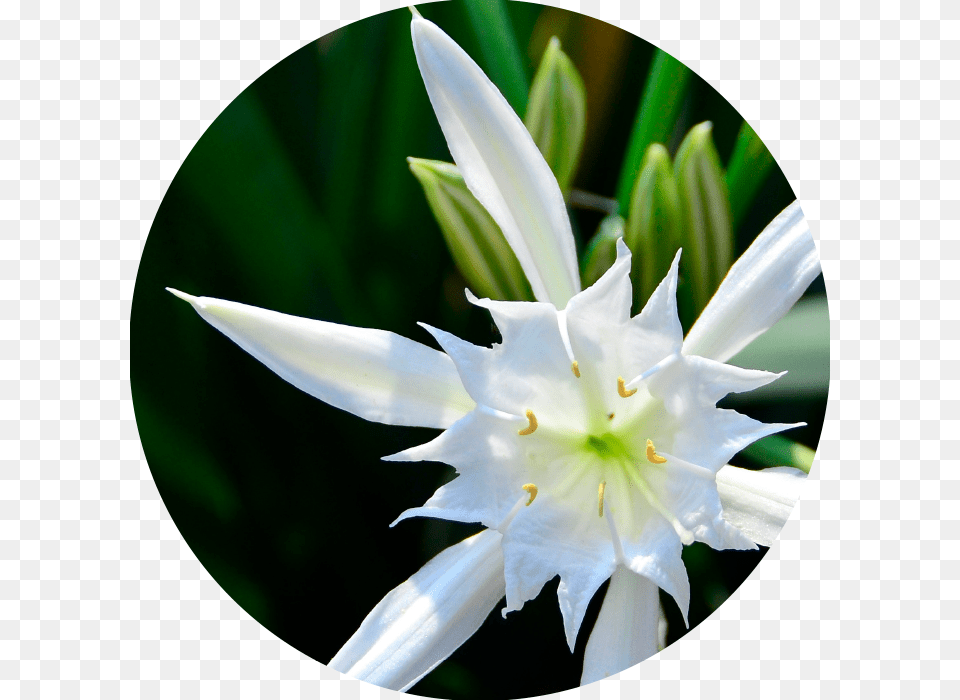 White Sea Daffodil Water Lily, Flower, Plant, Petal, Amaryllidaceae Png Image