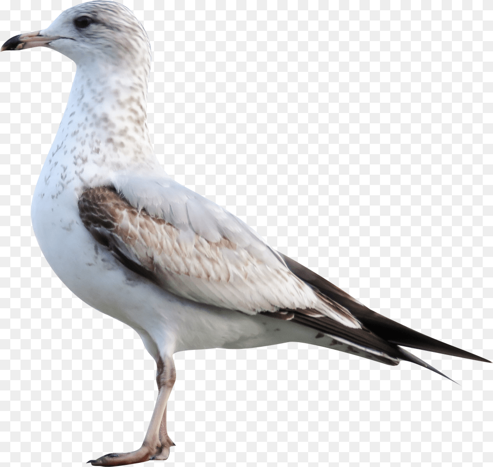 White Sea Gull Transparent Background European Herring Gull, Animal, Bird, Seagull, Waterfowl Png Image