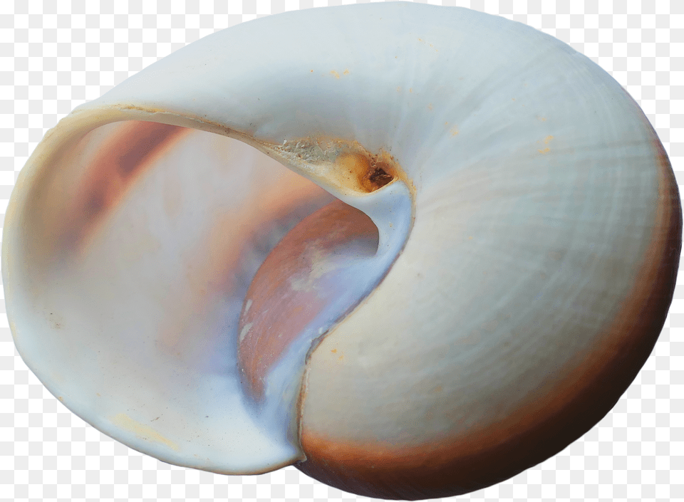 White Seashell In The Form Of A Semicircle Seashell Free Transparent Png