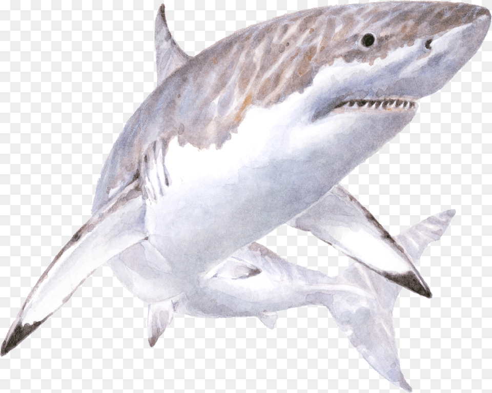 White Shark Illustration Great White Shark Illustration, Animal, Sea Life, Fish Png