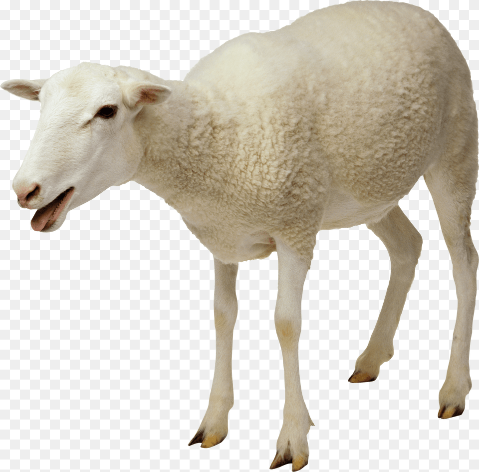 White Sheep, Animal, Livestock, Mammal Png Image