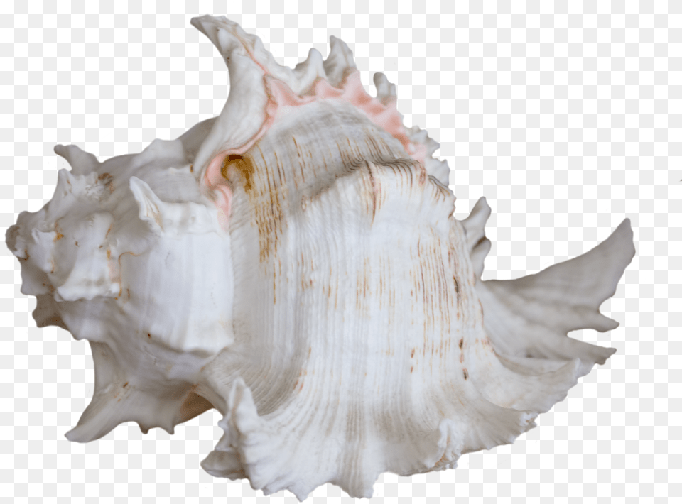 White Shell, Invertebrate, Animal, Seashell, Sea Life Free Png