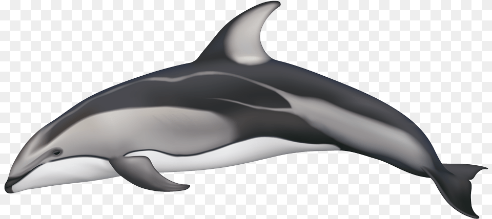 White Sided Dolphin, Animal, Mammal, Sea Life, Appliance Png Image