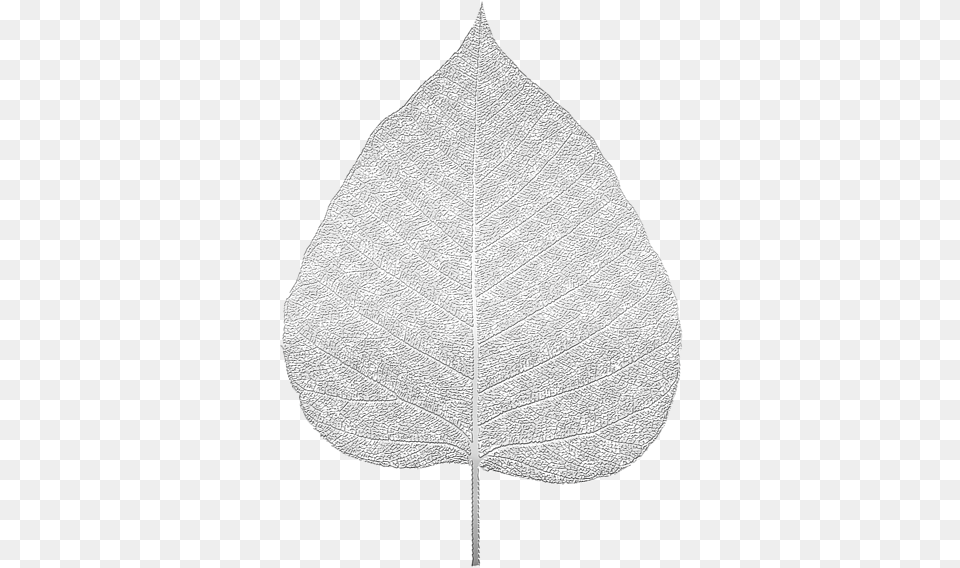 White Silver Leaf, Plant, Person, Tree Png Image