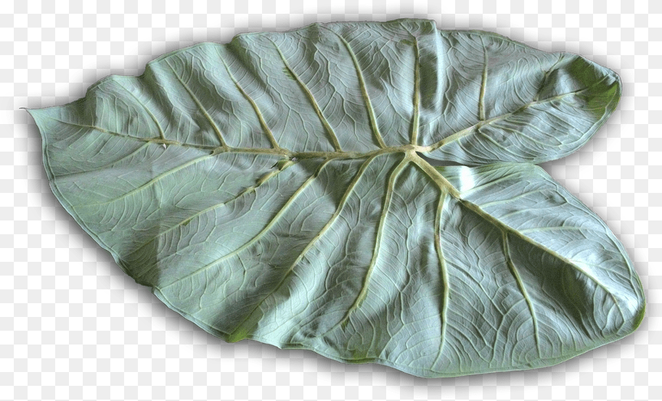 White Skin From The Jackfruit Seeds Ceramic, Leaf, Plant, Tree, Flower Free Png Download