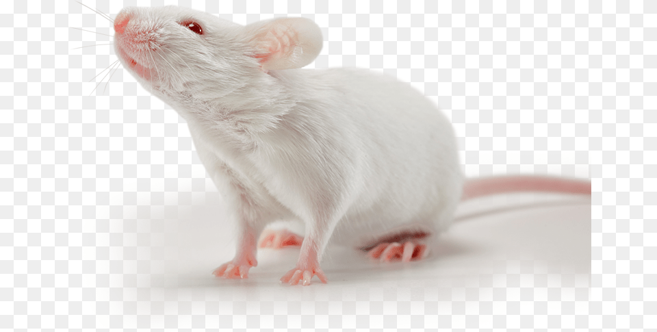 White Small Mouse, Animal, Mammal, Rat, Rodent Free Transparent Png