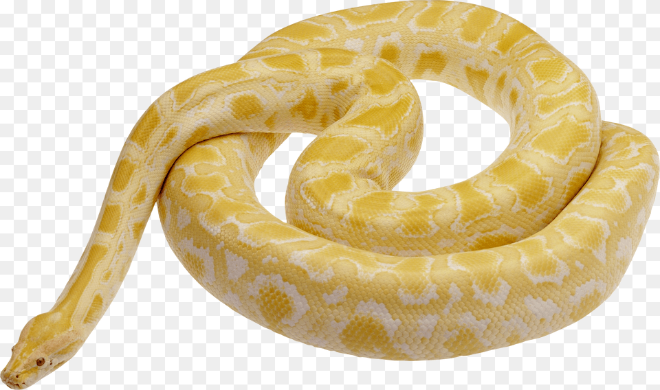 White Snake Pale Yellow Snake, Animal, Reptile Free Png