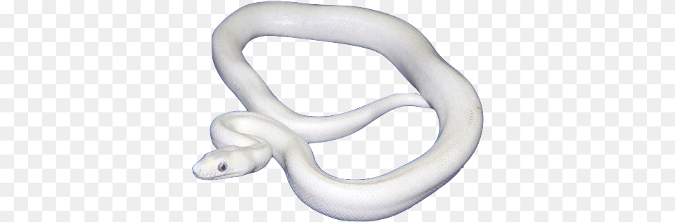 White Snake Picture White Snake Animal, Reptile Free Transparent Png