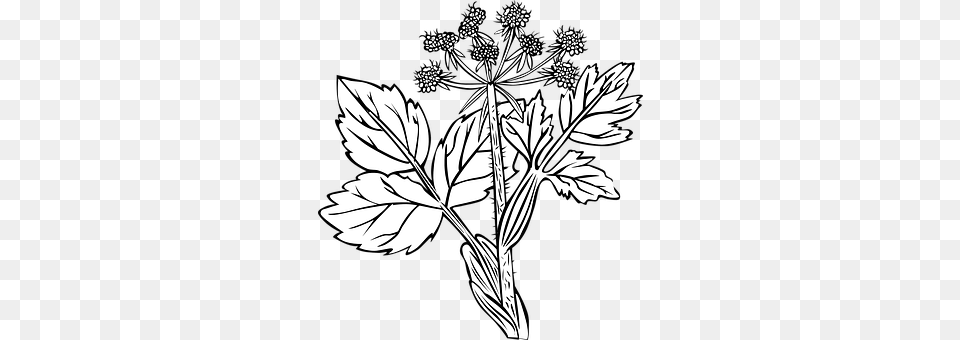White Snakeroot Leaf, Plant, Apiaceae, Flower Png