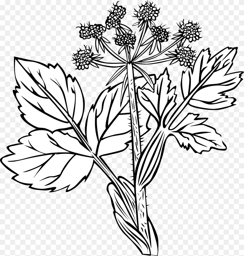 White Snakeroot Plant Drawing, Leaf, Apiaceae, Flower, Art Png
