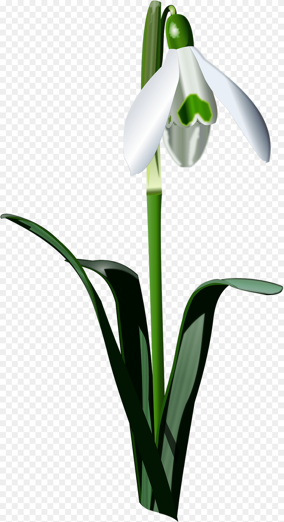 White Snowdrop Flower On Its Stem Clipart, Amaryllidaceae, Plant, Smoke Pipe Free Png