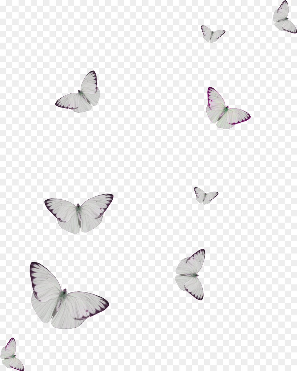 White Spot Butterfly Cartoon Transparent Butterfly, Flower, Petal, Plant, Animal Free Png