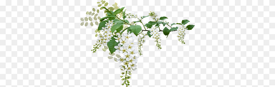 White Spring Blossoms Blossom Flower Wedding Green Flowers, Plant, Acanthaceae, Leaf, Petal Png