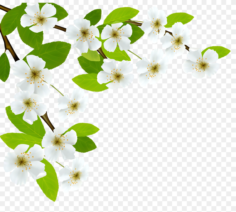 White Spring Branch Clipart, Anemone, Flower, Leaf, Petal Free Png