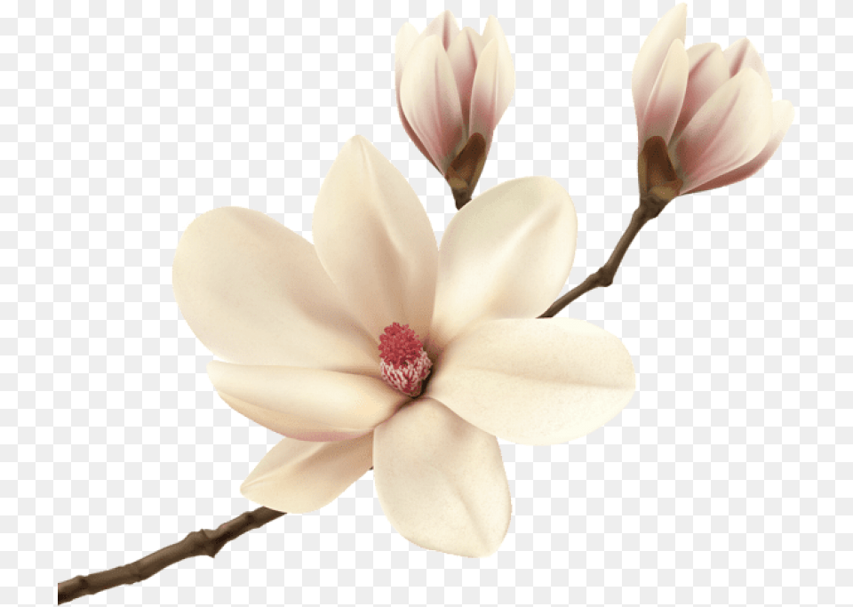 White Spring Magnolia Branch Clip Art Magnolia, Flower, Petal, Plant, Anther Png Image