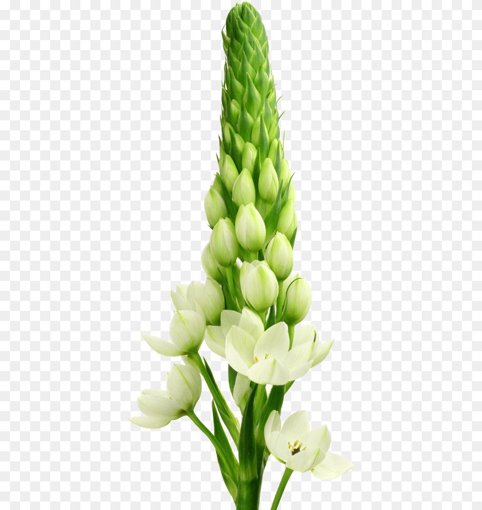 White Star, Flower, Lupin, Plant, Petal Free Transparent Png