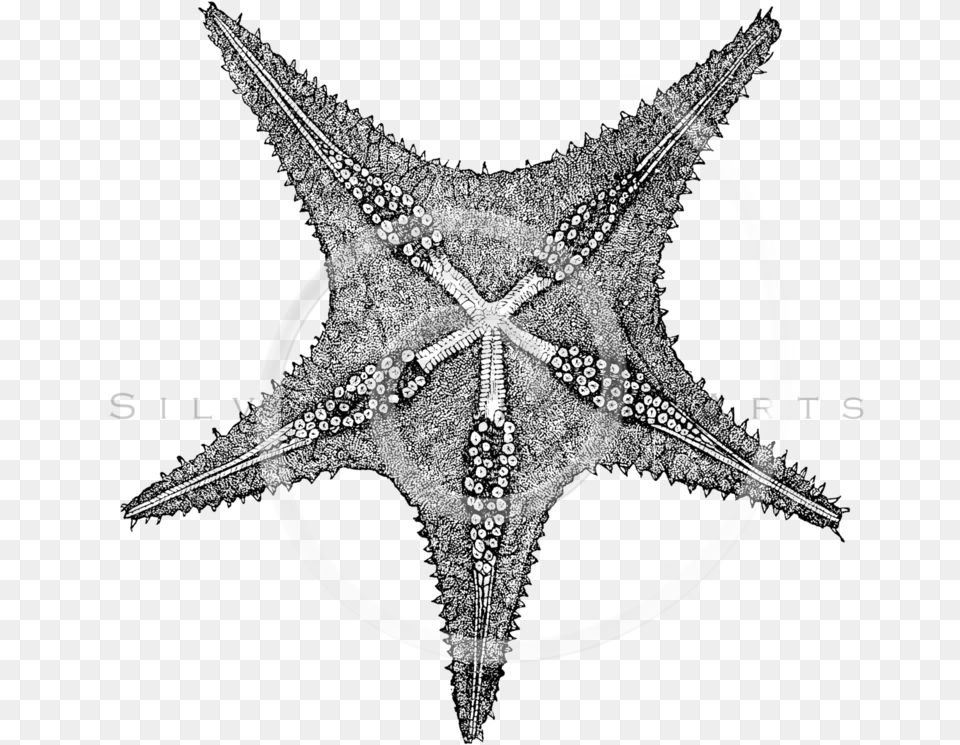 White Starfish, Spiral, Coil, Accessories, Earring Free Png