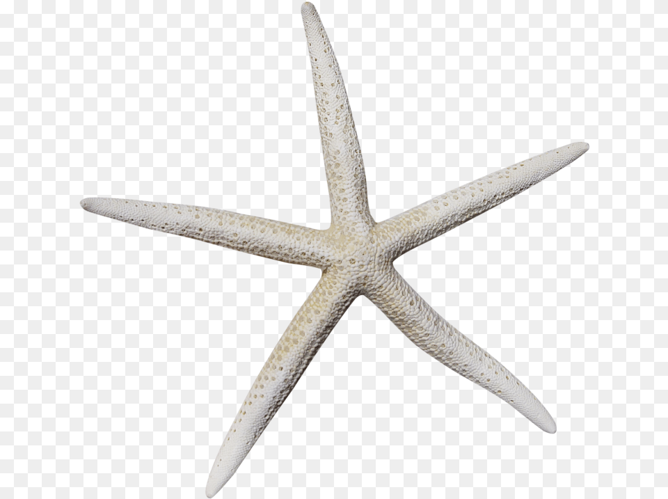 White Starfish Transparent Starfish, Animal, Sea Life, Invertebrate, Blade Png Image