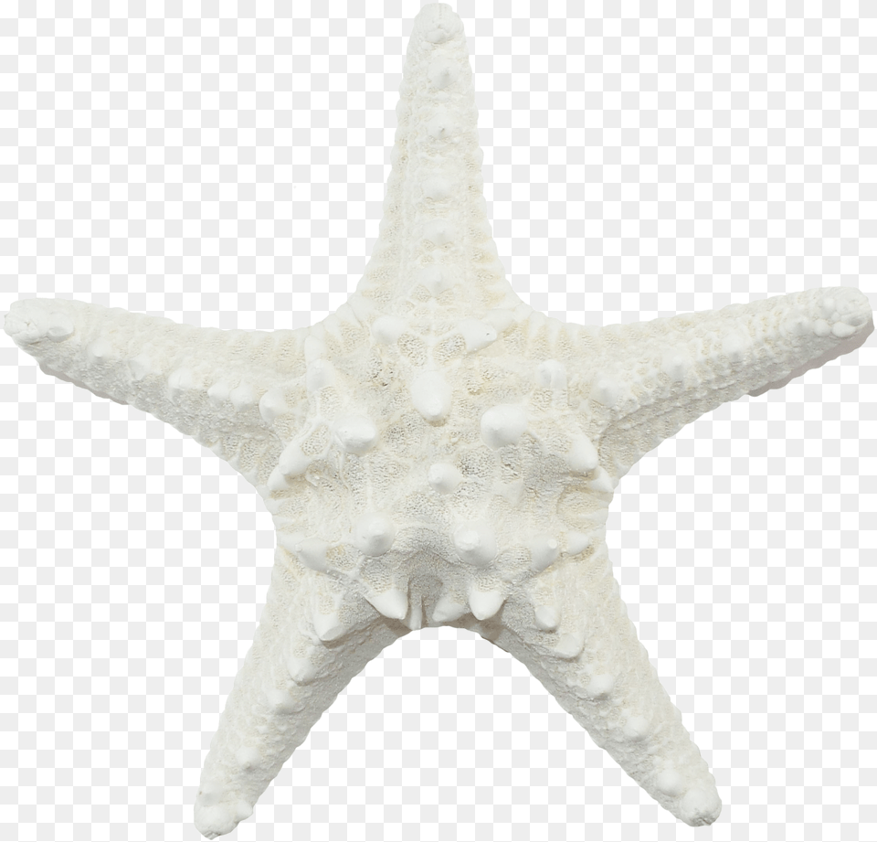 White Starfish Transparent White Starfish, Animal, Sea Life, Invertebrate, Bird Free Png Download