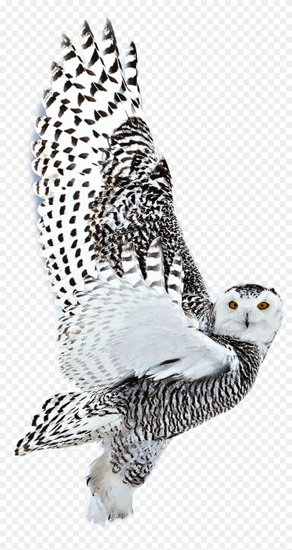 White Sticker Hd Mobile Wallpapers Wildlife, Animal, Beak, Bird Free Png Download