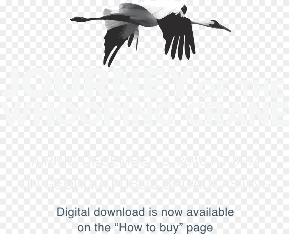 White Stork, Advertisement, Poster, Animal, Bird Png