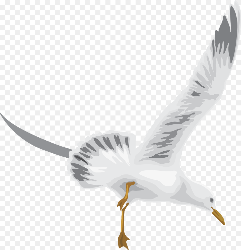 White Stork, Animal, Bird, Flying, Seagull Free Transparent Png