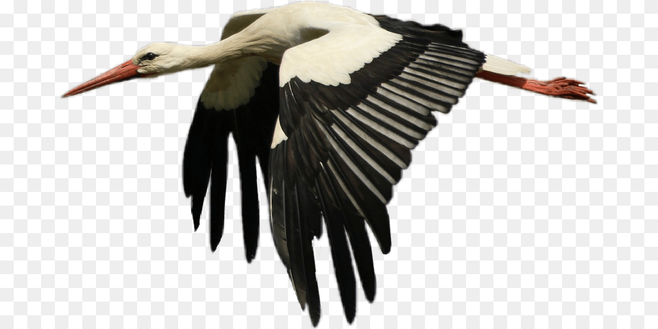 White Stork, Animal, Bird, Waterfowl Free Png