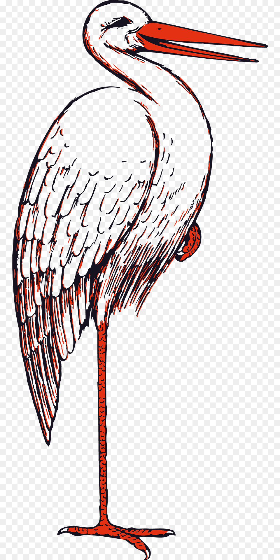 White Stork Clipart, Animal, Bird, Waterfowl, Crane Bird Free Transparent Png