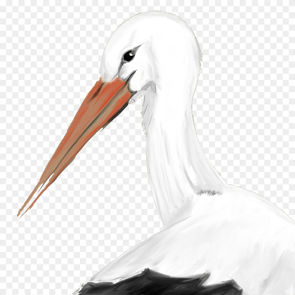 White Stork Clipart, Animal, Bird, Waterfowl, Beak Png