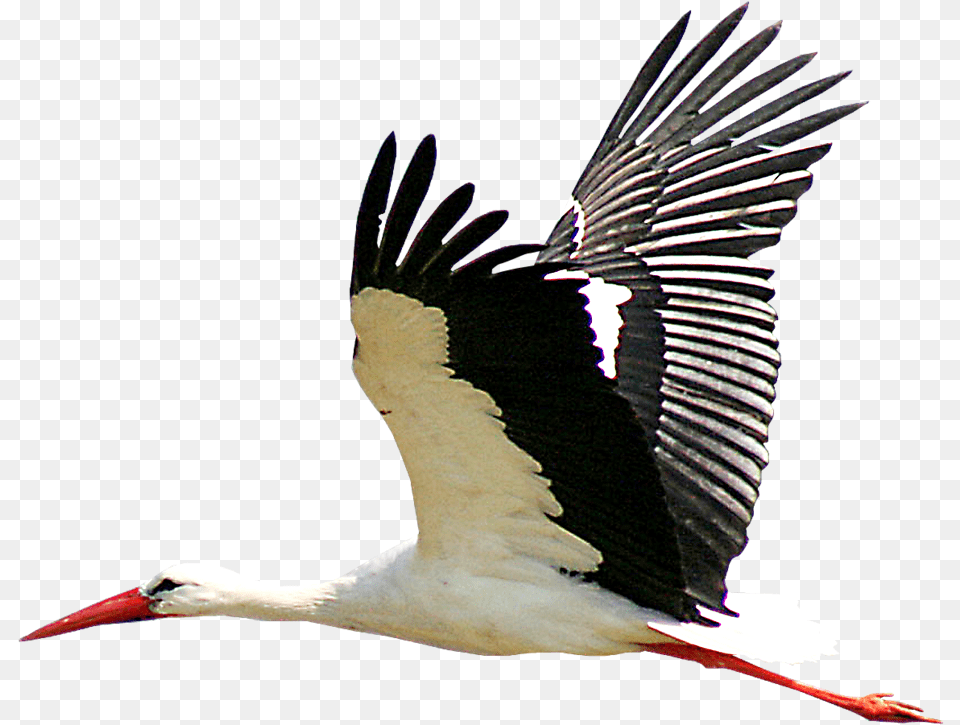 White Stork Portable Network Graphics Bird Clip Art Stork, Animal, Waterfowl Free Transparent Png