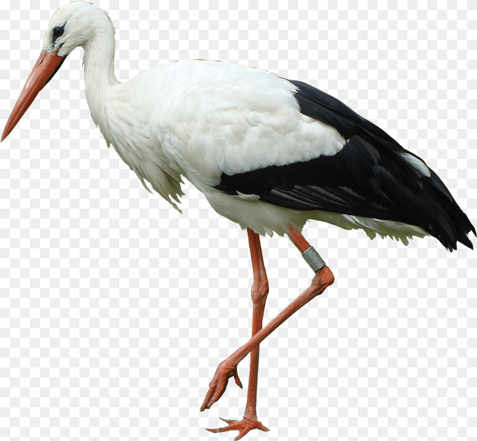 White Stork Stork Bird, Animal, Waterfowl Free Png