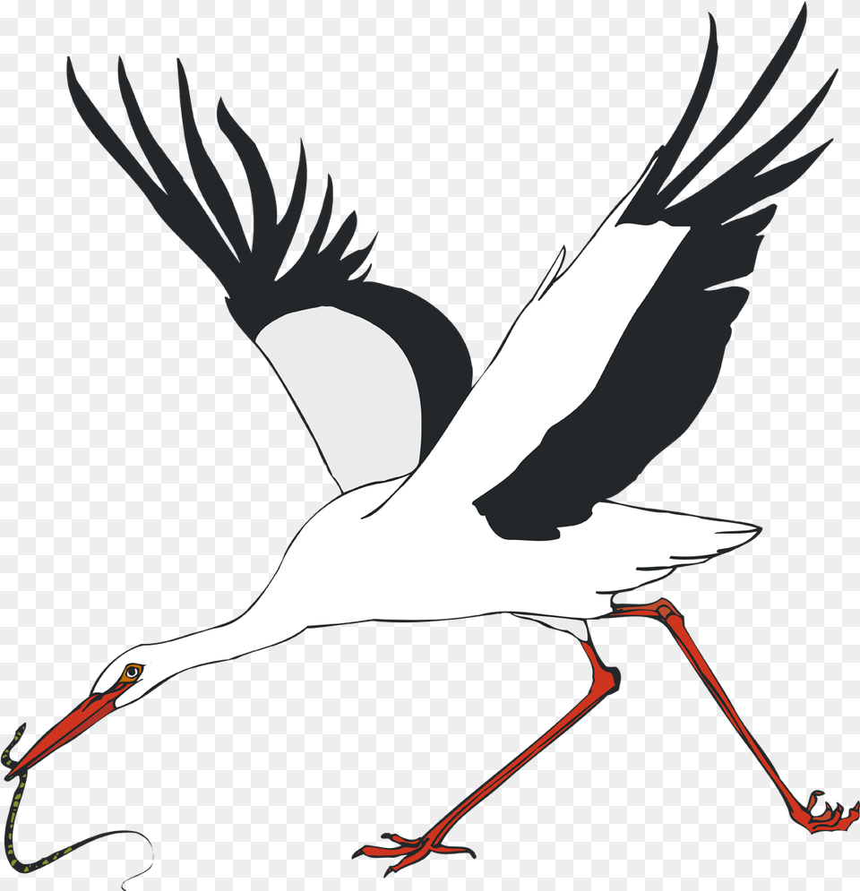 White Stork Water Bird Crane Stork 1158 White Stork, Animal, Crane Bird, Waterfowl Free Transparent Png