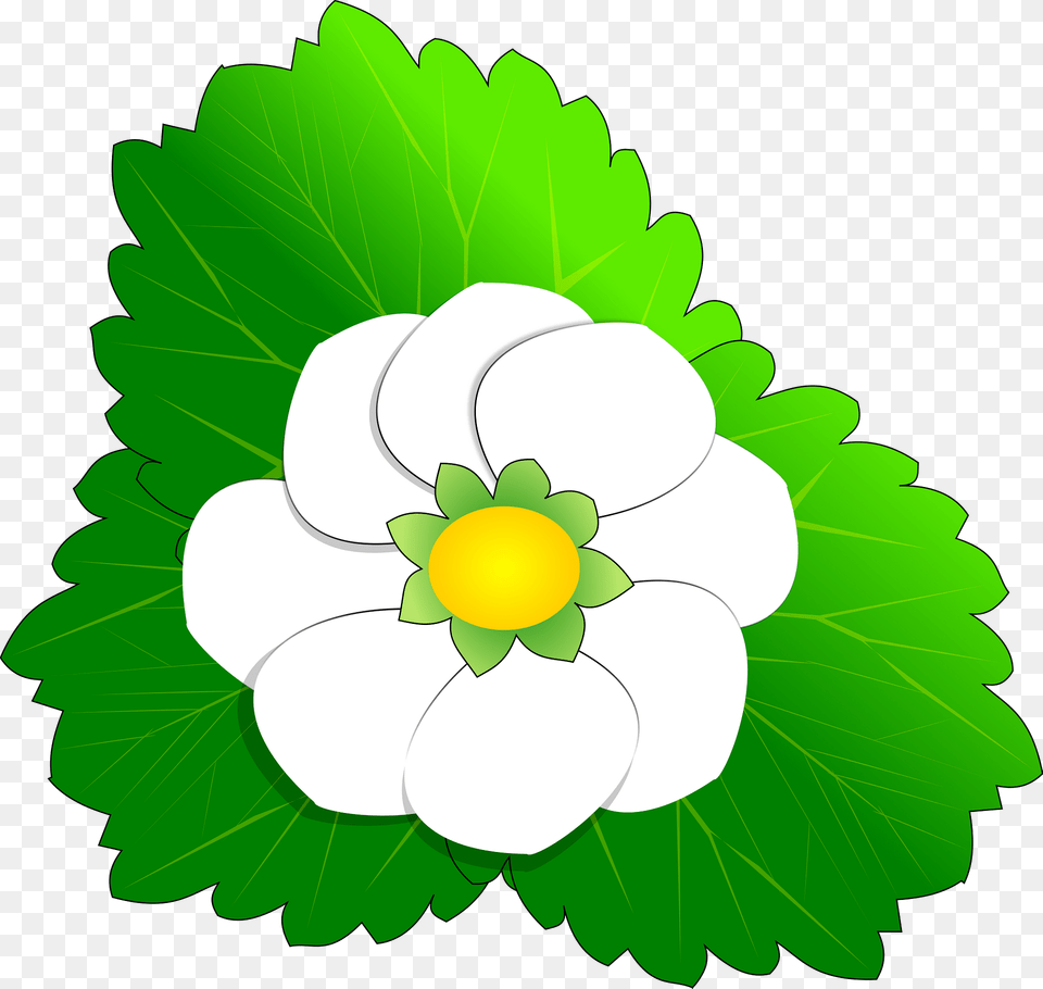 White Strawberry Flower Clipart, Anemone, Plant, Leaf, Green Free Png Download
