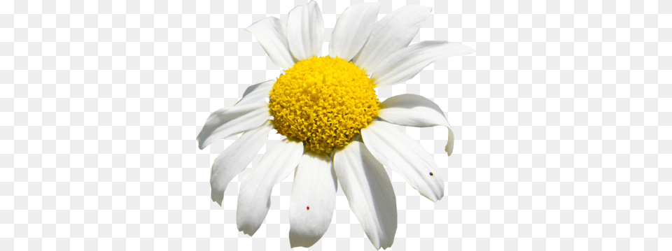 White Sunflower Psd Detail Spring, Daisy, Flower, Petal, Plant Free Transparent Png