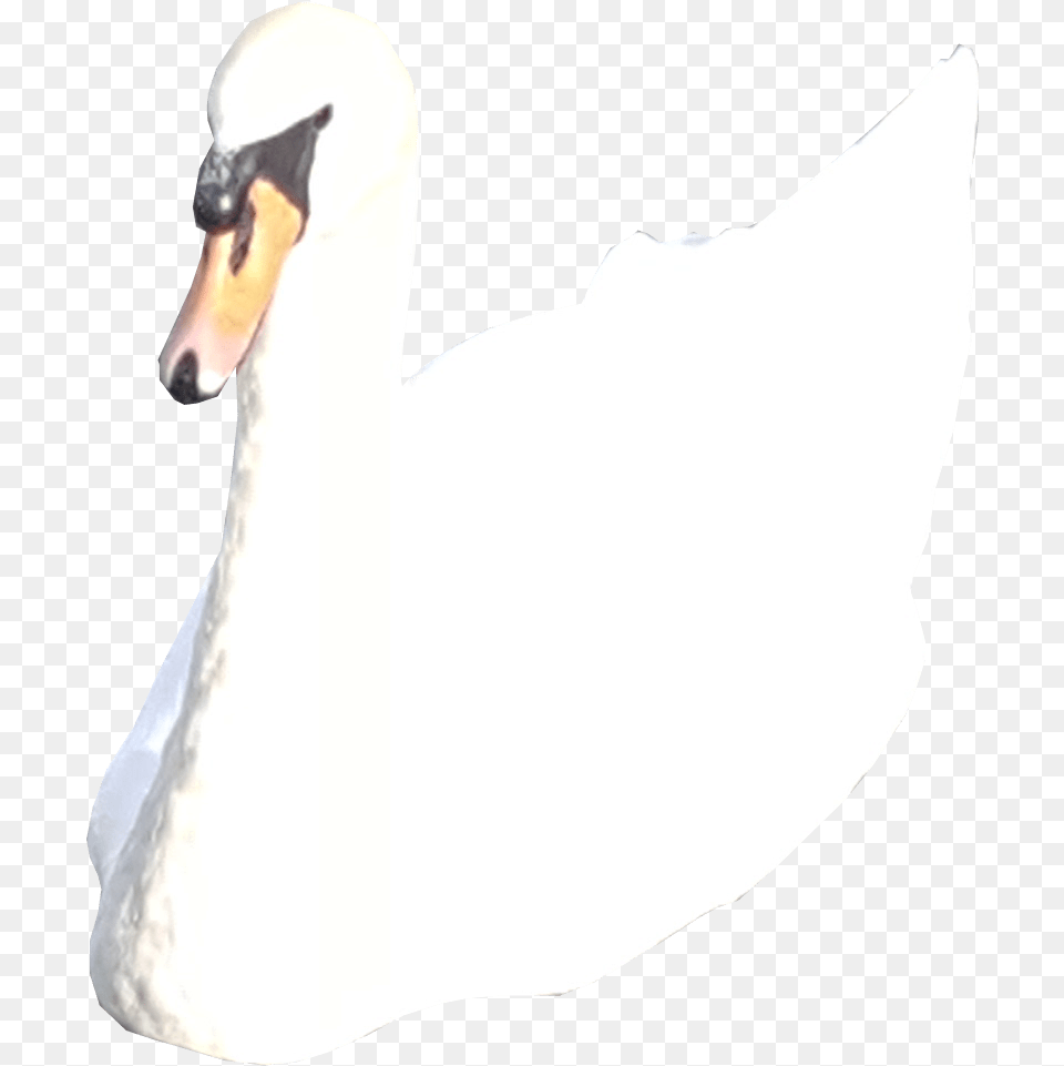 White Swan No Background Tundra Swan, Animal, Bird, Adult, Bride Png