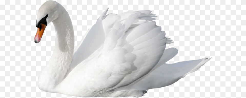 White Swan Swan, Animal, Bird Free Png