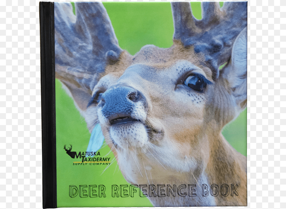 White Tailed Deer, Animal, Mammal, Wildlife, Antelope Free Png