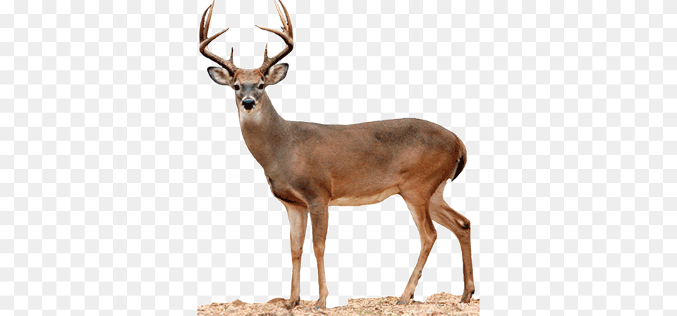 White Tailed Deer, Animal, Antelope, Mammal, Wildlife Png Image