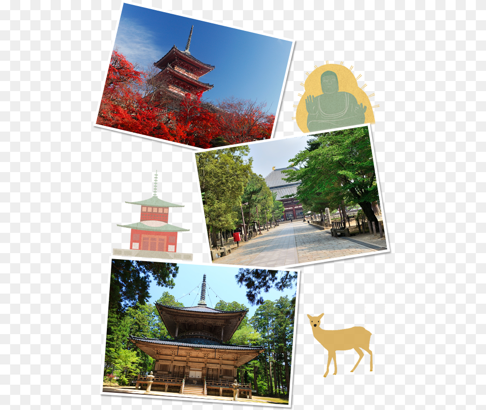 White Tailed Deer, Pagoda, Temple, Architecture, Prayer Png Image