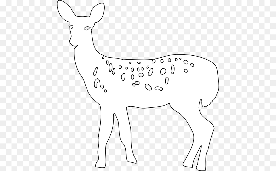 White Tailed Deer, Animal, Mammal, Wildlife, Kangaroo Png Image