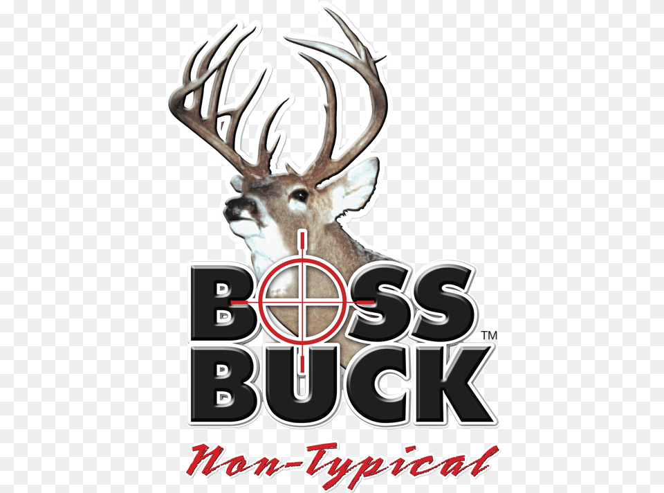 White Tailed Deer Boss Buck Deer Hunting Boss Buck, Animal, Mammal, Wildlife, Antler Png Image