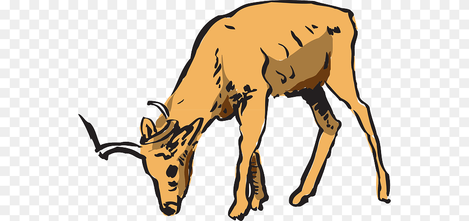 White Tailed Deer Clipart Hiran, Wildlife, Animal, Antelope, Impala Free Png Download