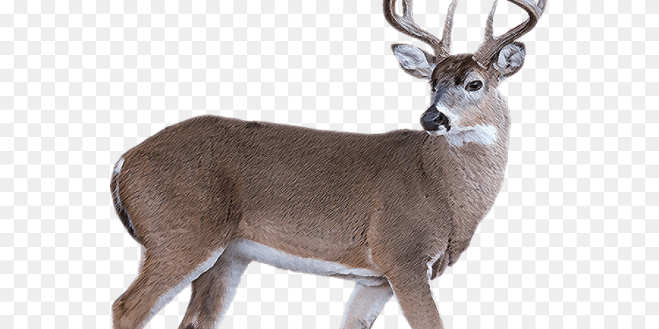 White Tailed Deer Clipart Transparent Background Deer, Animal, Mammal, Wildlife, Antelope Png Image