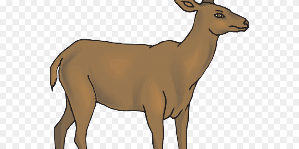 White Tailed Deer Clipart Whitetail Deer, Animal, Mammal, Wildlife, Person Free Png Download