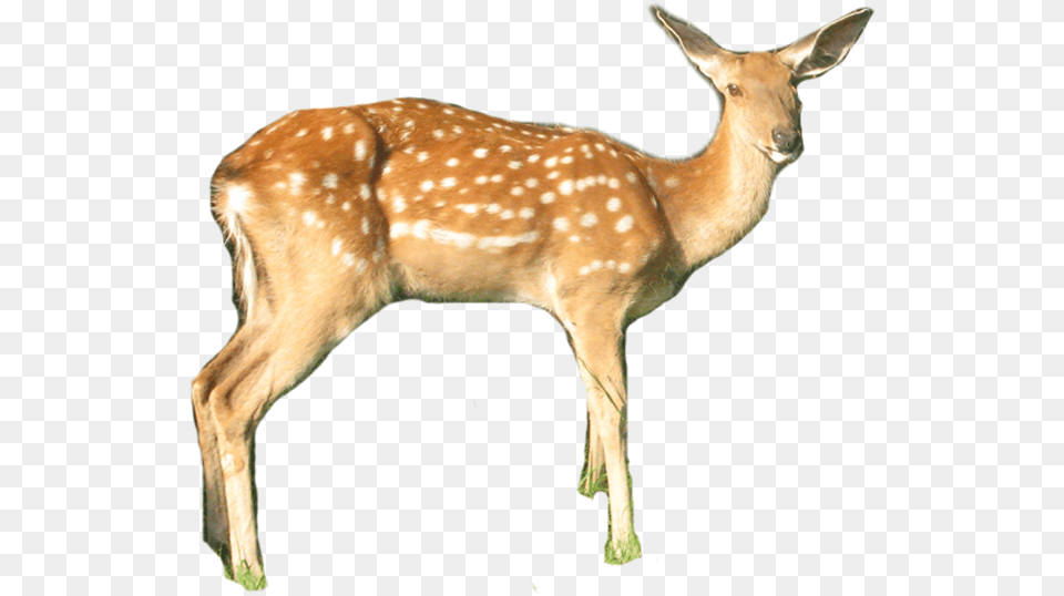 White Tailed Deer Download White Tailed Deer, Animal, Antelope, Mammal, Wildlife Png