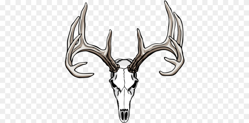 White Tailed Deer Drawing Antler Skull Deer Skull Clipart, Animal, Mammal, Wildlife, Person Png Image