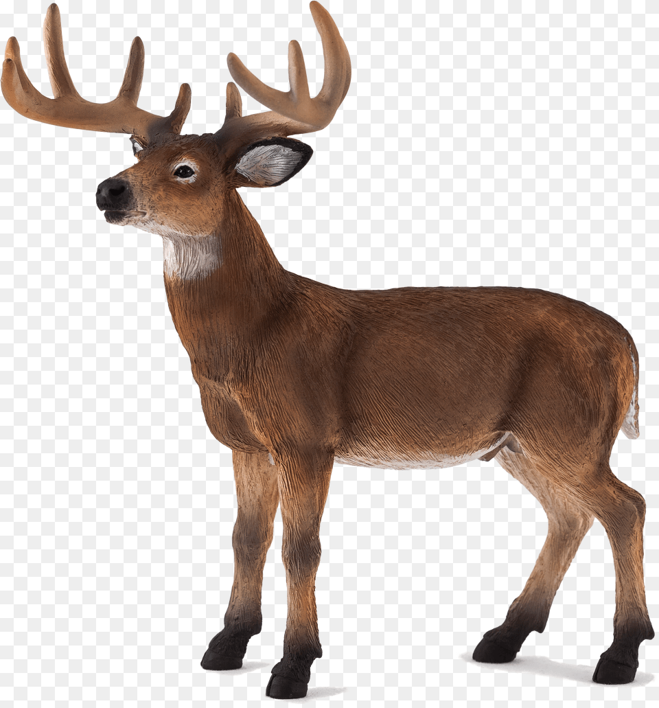 White Tailed Deer Mojo, Animal, Antelope, Mammal, Wildlife Free Png Download
